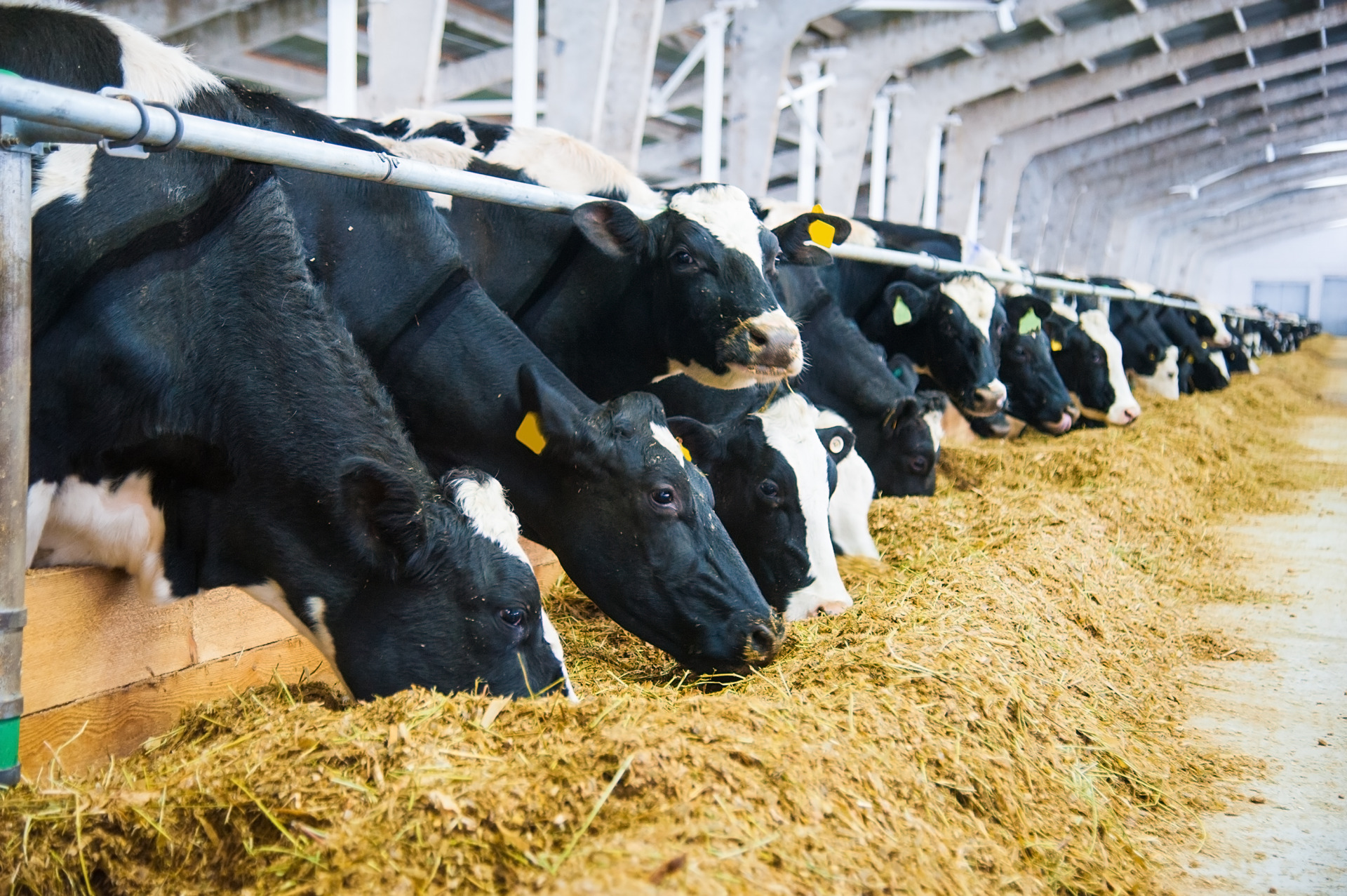 dairy milk cows eating hay