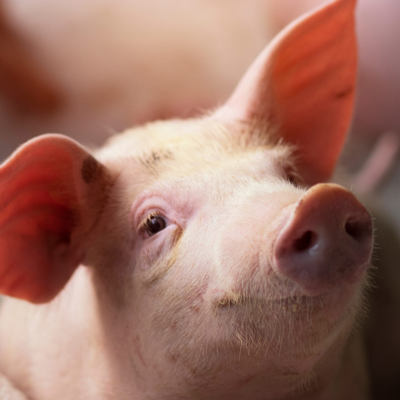 Small piglet waiting feed in the farm. Pigs indoor on a farm yard in Thailand. swine in the stall. Close up eyes and blur. Portrait animal.