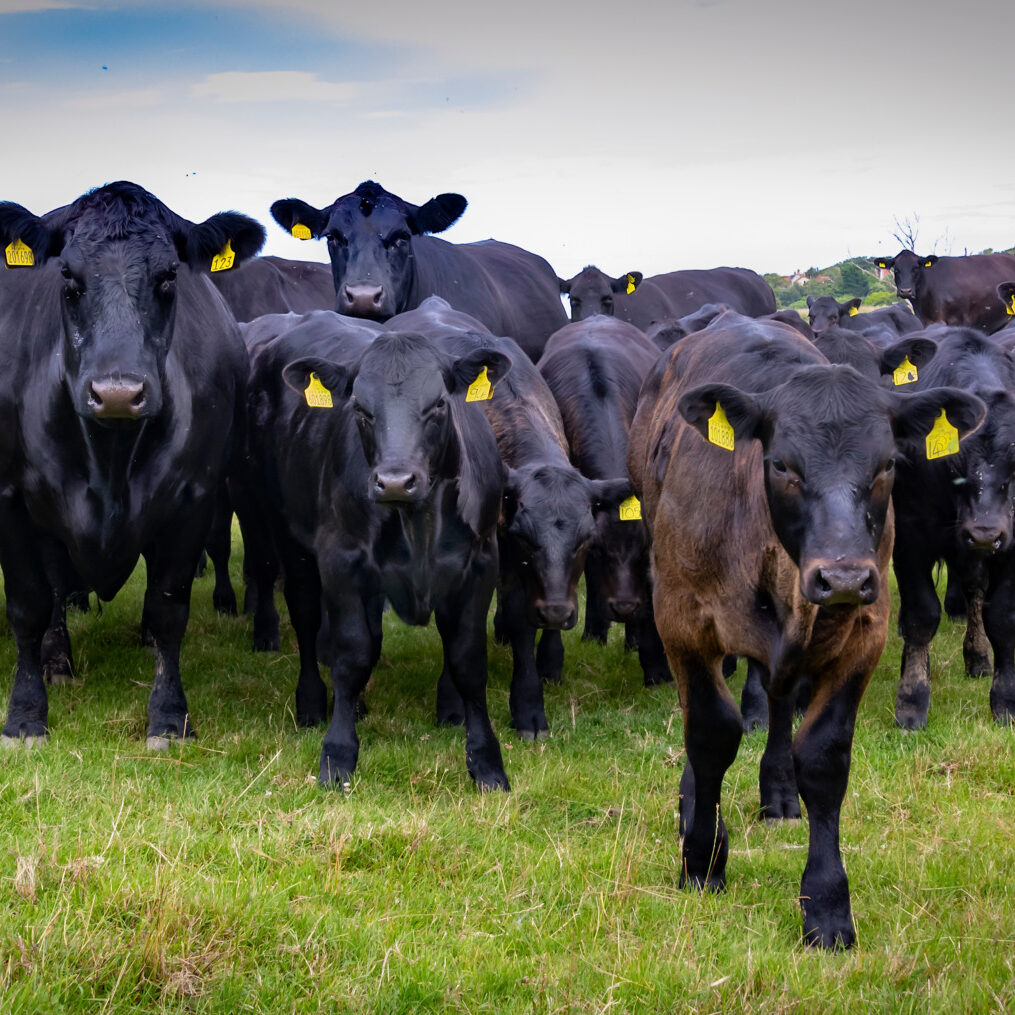 Black Angus Cattle and Calves