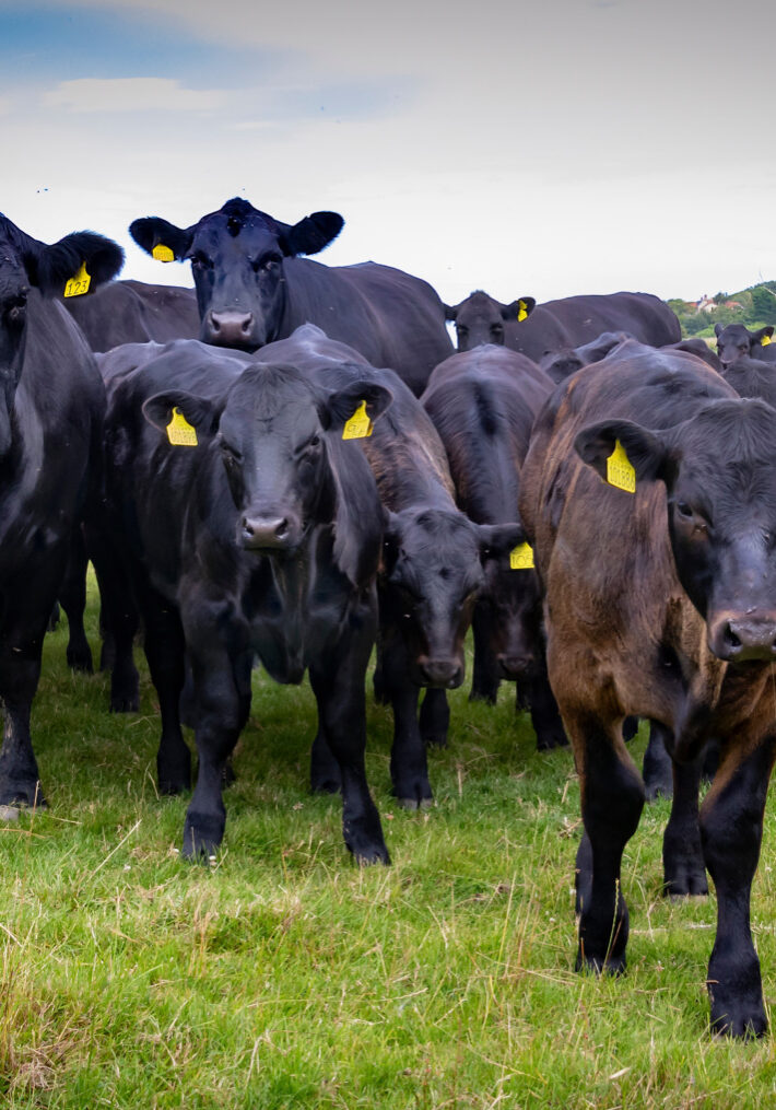 Black Angus Cattle and Calves